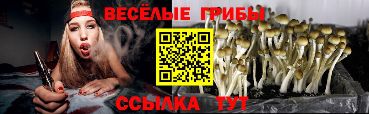 Ногинск  Псилоцибиновые грибы Magic Shrooms  даркнет сайт  Вход с VPN 